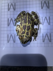 Sclerophrys pantherina