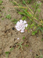 Scabiosa columbaria