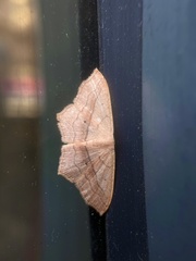 Scopula imitaria
