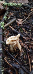 Helvella crispa