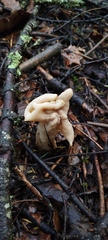 Helvella crispa