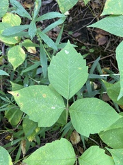 Toxicodendron rydbergii