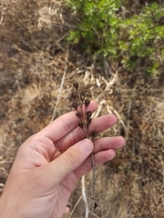 Asphodelus ramosus