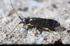 Tomocerinae