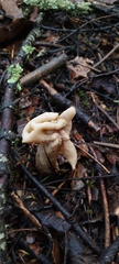 Helvella crispa