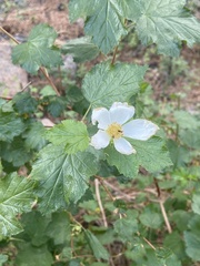 Rubus deliciosus