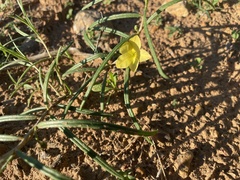 Talinum polygaloides