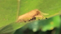 Atemelia torquatella