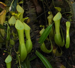 Nepenthes reinwardtiana