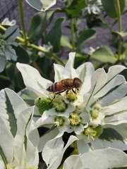 Eristalinus taeniops