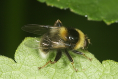 Sericomyia