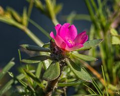 Portulaca amilis