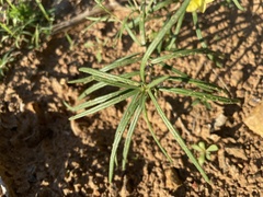 Talinum polygaloides