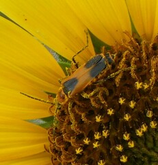 Chauliognathus basalis