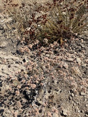 Eriogonum cinereum