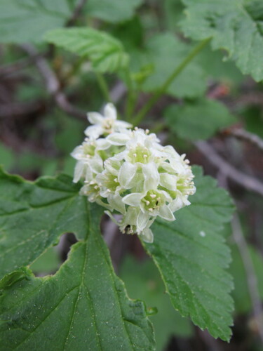Image of Ribes wolfii by (c) Anders Hastings, some rights reserved (CC BY)