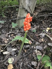Arum cylindraceum
