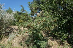 Fraxinus angustifolia oxycarpa