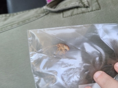 Camptonotus carolinensis