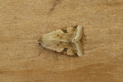 Heliothis peltigera