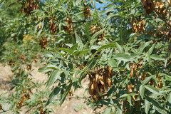 Fraxinus angustifolia oxycarpa