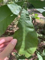 Carya glabra