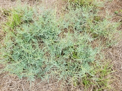 Erythrostemon caudatus