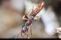 Stigmatomma pallipes