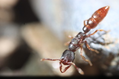 Stigmatomma pallipes