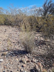 Baccharis spartioides