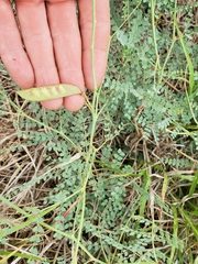 Erythrostemon caudatus