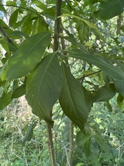 Euonymus atropurpureus