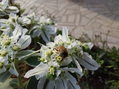 Eristalinus taeniops