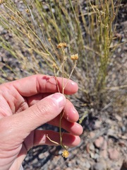 Baccharis spartioides