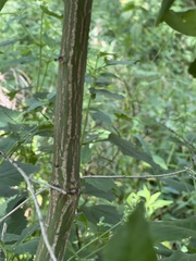 Euonymus atropurpureus