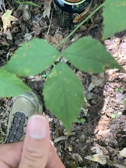 Stigmella villosella