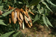 Fraxinus angustifolia oxycarpa