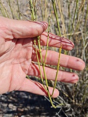 Baccharis spartioides