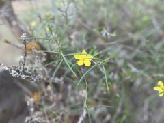 Talinum polygaloides