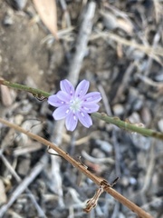 Stephanomeria exigua