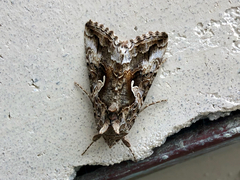 Autographa californica