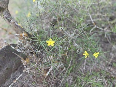 Talinum polygaloides