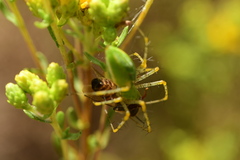 Peucetia viridans