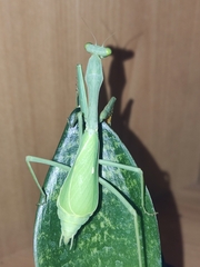Stagmomantis limbata