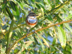 Luscinia svecica