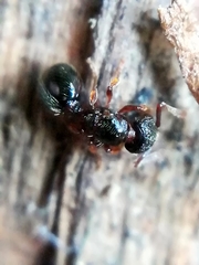 Myrmecina graminicola