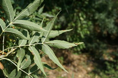 Fraxinus angustifolia oxycarpa