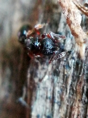 Myrmecina graminicola