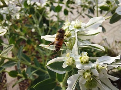 Eristalinus taeniops