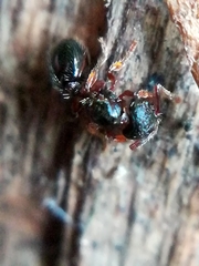 Myrmecina graminicola